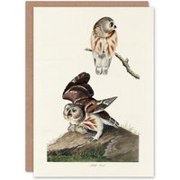 Artery8 John James Audubon Art Card Birds Of America Little Owls in White