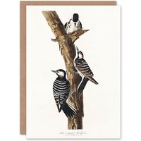 Artery8 John James Audubon Art Card Red Cockaded Woodpecker in White