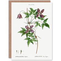 Artery8 Pierre-Joseph Redouté Art Card Alpine Clematis Flower in White