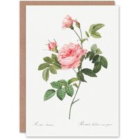 Artery8 Pierre-Joseph Redouté Art Card Boursault Rose Vintage Floral in White