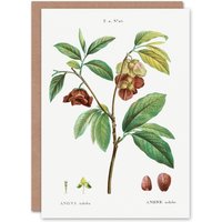 Artery8 Pierre-Joseph Redouté Art Card Papaw Tree Vintage Botanical in White