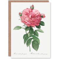 Artery8 Pierre-Joseph Redouté Art Card Giant Gallica Rose Vintage Floral in White