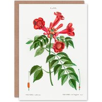 Artery8 Pierre-Joseph Redouté Art Card Trumpet Vine Flowers in White