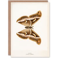 Artery8 Sherman Denton Art Card Ailanthus Silk Moth Vintage Illustration in White