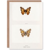 Artery8 Sherman Denton Art Card Brazilian Lady Vintage Butterfly Illustration in White