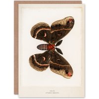 Artery8 Sherman Denton Art Card Cecropia Moth Vintage Illustration in White