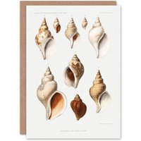 Artery8 Vintage Marine Life Art Card Northen Sea Mollusk Sea Shells in White