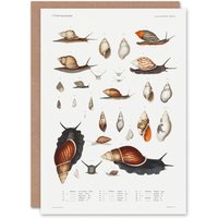 Artery8 Augustus A Gould Art Card Snail Varieties Vintage Illustration in White