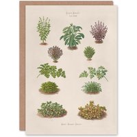 Artery8 Ernst Benary Art Card Botanical Bushes Vintage Illustration in White