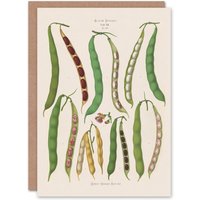 Artery8 Ernst Benary Art Card Kidney & Snap Beans Varieties in White