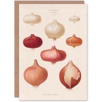 Artery8 Ernst Benary Art Card Onion Varieties Vintage Illustration in White