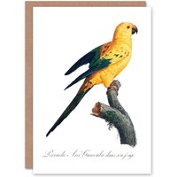 Artery8 Francois Levaillant Art Card Female Sun Parakeet Bird in White