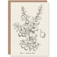 Artery8 John Wright Art Card Fruit Growers Guide Chilean Guava in White