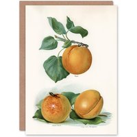 Artery8 John Wright Art Card Vintage Fruit Illustration of Apricots in White