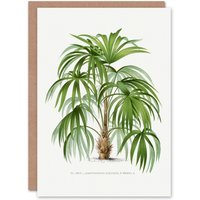 Artery8 Oswald de Kerchove Art Card Acathophiza Aculeata Palm Tree in White