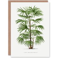 Artery8 Oswald de Kerchove Art Card Rhapis Flabelliformis Palm Tree in White