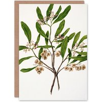 Artery8 Sarah Featon Art Card New Zealand Akeake Hopbush Flowering Plant in Beige