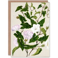 Artery8 Sarah Featon Art Card New Zealand Bindweed Wildflowers in Beige