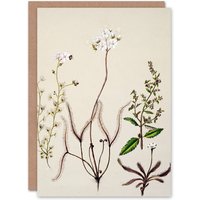 Artery8 Sarah Featon Art Card New Zealand Drosera Arcturi Plant Flowers in Beige