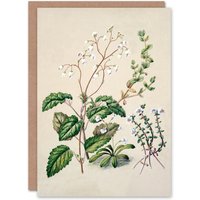 Artery8 Sarah Featon Art Card New Zealand Swamp Mazus Flowering Plant in Beige