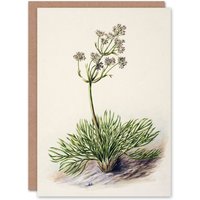 Artery8 Sarah Featon Art Card New Zealand Wild Spaniard Flower in Beige