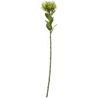Hill Interiors Protea Lorea Stem Artificial Plant in Green