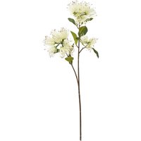 Hill Interiors Protea Nitida Stem Artificial Flower Spray in Cream