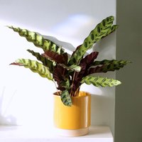 Primrose Calathea Insignis Goeppertia Lancifolia Plant Indoor 50cm Plant 14cm Pot in Green