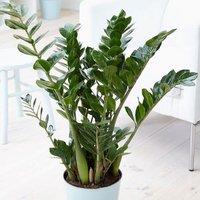Primrose Zamioculcas Zamiifolia Fern Arum Indoor 35cm House Plant Easy Care Low Light 12cm Pot in Green