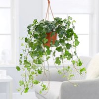 Primrose Hedera Helix Wonder English Ivy Trailing Classic 70cm Indoor Plant 19cm Hanging Pot in Green