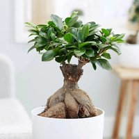 Primrose Ficus Microcarpa Ginseng Indoor Bonsai Tree Ficus 40cm Indoor Plant 15cm Pot in Green