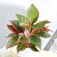 Primrose Crete Chinese Evergreen Aglaonema 25cm Indoor Plant 12cm Pot in Green