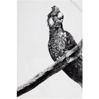 Maxwell & Williams Marini Ferlazzo Cockatoo Tea Towel