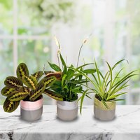 All Occasions Air Purifying Indoor Plants, Mix of 3 House Plants in 12cm Pots, Peace Lily, Spider Plant, Prayer Plant, Real Plants to Grow in Green