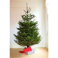 Clifton Premier Nordman Fir Christmas Tree - Low Needle Drop - 2.0m to 2.5m ( 6.5 - 8ft) in Green