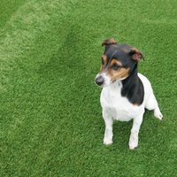 Artificial Grass GB Shamrock 40mm Artificial Grass in Green | Size: 2000mm x 8000mm