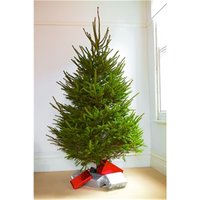 Clifton Premier SPRUCE Christmas Tree - Fresh Norway Cut - 1.25m to 1.5m (4ft to 5ft) in Green