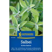 Kiepenkerl Salbei Echte Salvia – 1 Pkg Kiepenkerl Salbei Echte Salvia – 1 Pkg