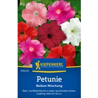Kiepenkerl Petunie „Balkon-Mischung“ – 1 Pkg Kiepenkerl Petunie „Balkon-Mischung“ – 1 Pkg