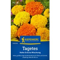 Kiepenkerl Tagetes Hohe Erecta Mischung – 1 Pkg Kiepenkerl Tagetes Hohe Erecta Mischung – 1 Pkg