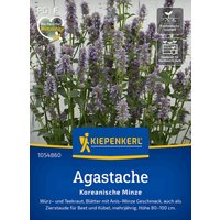 Kiepenkerl Agastache Koreanische Minze – 1 Pkg Kiepenkerl Agastache Koreanische Minze – 1 Pkg