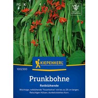 Kiepenkerl Prunkbohne Rotblühende – 1 Pkg Kiepenkerl Prunkbohne Rotblühende – 1 Pkg