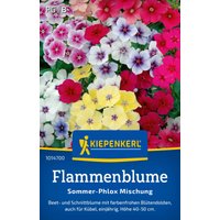 Kiepenkerl Flammenblume „Sommer-Phlox Mischung“ – 1 Pkg Kiepenkerl Flammenblume „Sommer-Phlox Mischung“ – 1 Pkg