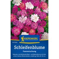 Kiepenkerl Schleifenblume „Feenmischung“ – 1 Pkg Kiepenkerl Schleifenblume „Feenmischung“ – 1 Pkg