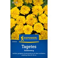 Kiepenkerl Tagetes „Goldzwerg“ – 1 Pkg Kiepenkerl Tagetes „Goldzwerg“ – 1 Pkg