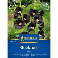 Kiepenkerl Stockrose „Nigra“ – 1 Pkg Kiepenkerl Stockrose „Nigra“ – 1 Pkg
