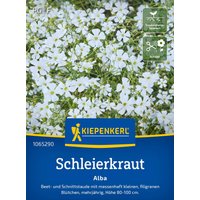 Kiepenkerl Schleierkraut Alba – 1 Pkg Kiepenkerl Schleierkraut Alba – 1 Pkg