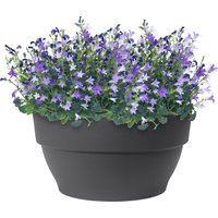 elho vibia campana Schale 27 cm – anthrazit elho vibia campana Schale 27 cm – anthrazit