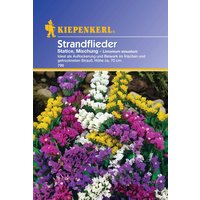Kiepenkerl Strandflieder „Statice Mischung“ – 1 Pkg Kiepenkerl Strandflieder „Statice Mischung“ – 1 Pkg