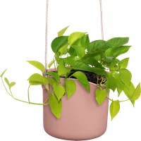 elho Hängetopf 18cm b.for swing – zartrosa elho Hängetopf 18cm b.for swing – zartrosa